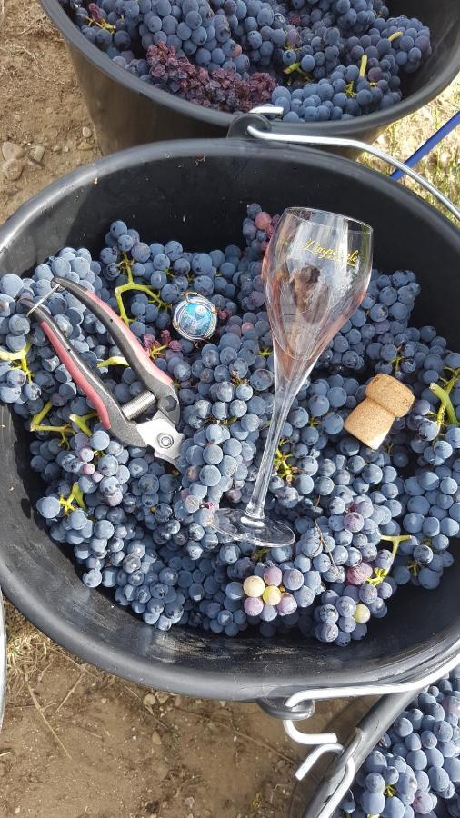 Enjoy En Champagne Maison Calme Au Milieu Du Vignoble Avec Parking Gratuit Dormans Eksteriør billede