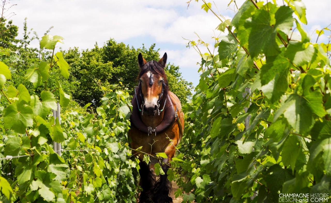 Enjoy En Champagne Maison Calme Au Milieu Du Vignoble Avec Parking Gratuit Dormans Eksteriør billede