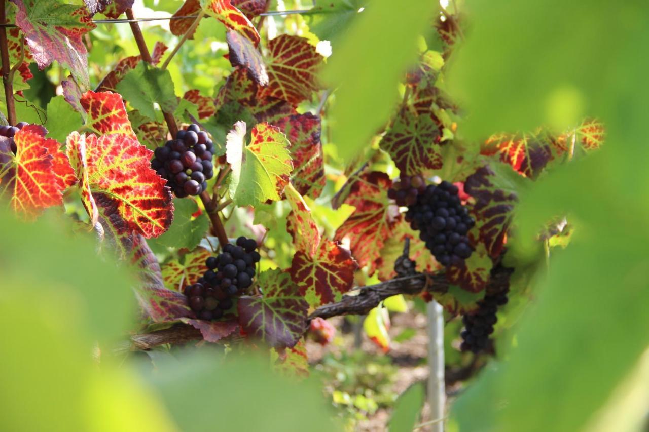 Enjoy En Champagne Maison Calme Au Milieu Du Vignoble Avec Parking Gratuit Dormans Eksteriør billede
